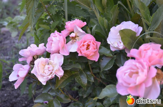 5 ����: ���� 2013