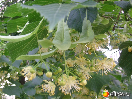 16 фото: Цветы