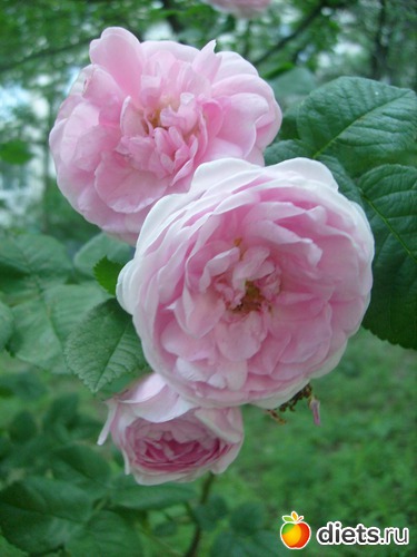 18 фото: Цветы