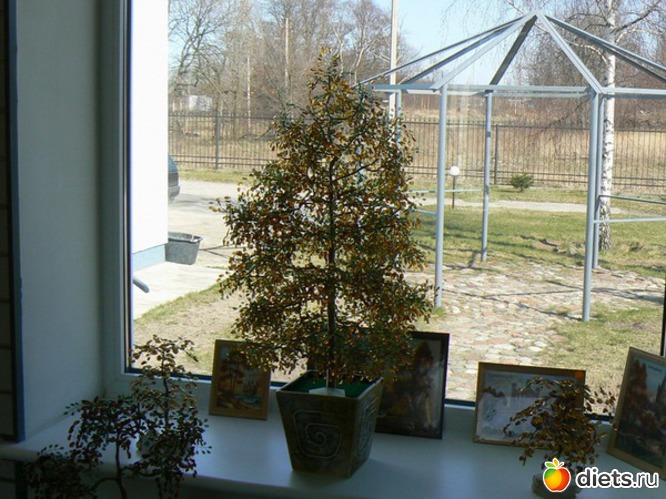 36 фото: "Янтарь"