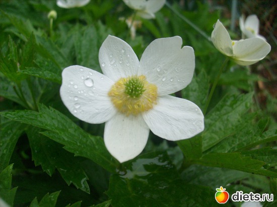 20 фото: Цветы