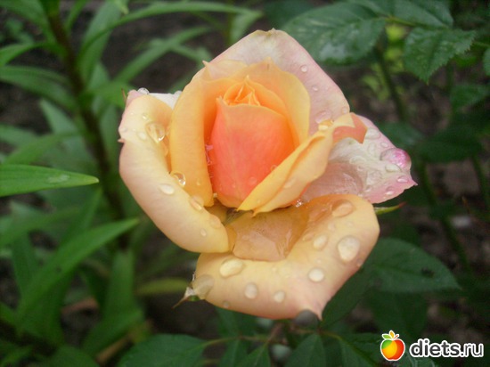 21 фото: Цветы