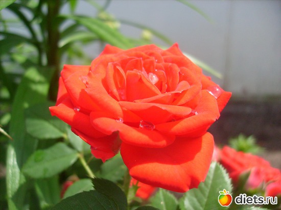 24 фото: Цветы