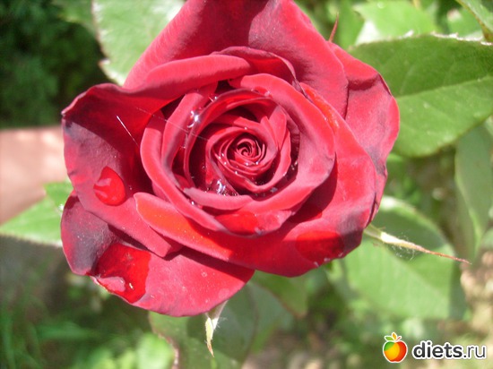 25 фото: Цветы