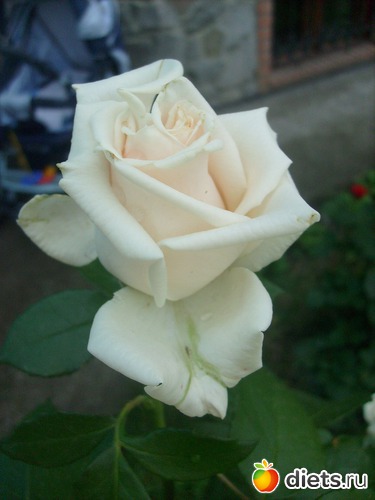 27 фото: Цветы