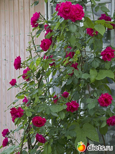 29 ����: �����-����-����� 2013 - 2015