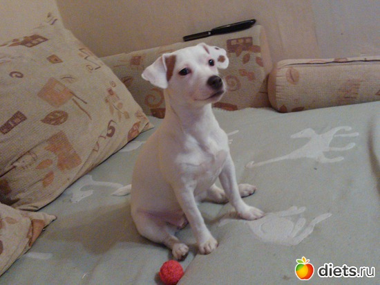 2 фото: Капочка