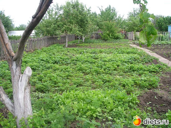 21 фото: Дачные радости