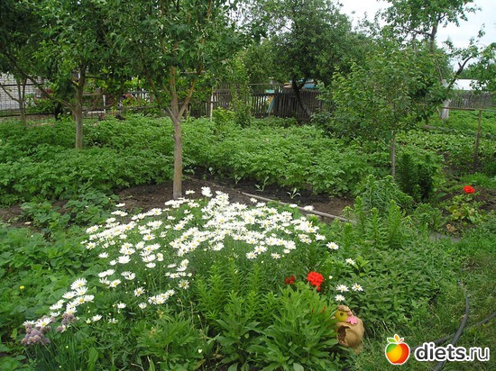 25 фото: Дачные радости