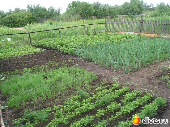 26 фото: Дачные радости