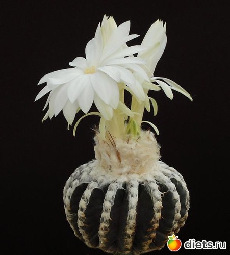 1 ����: �������