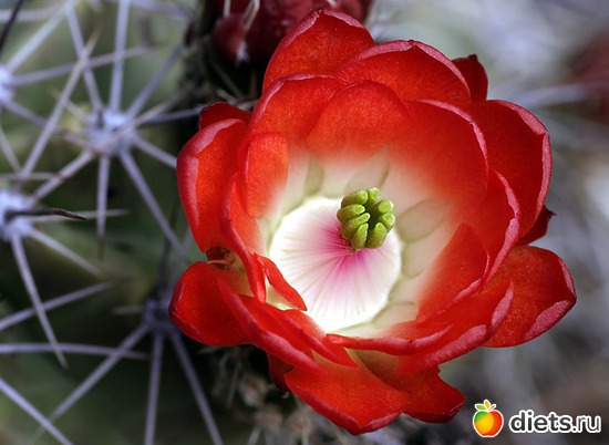 5 ����: �������