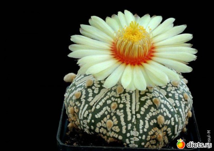 7 ����: �������