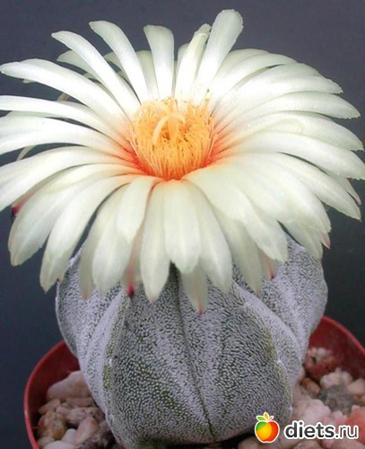 8 ����: �������