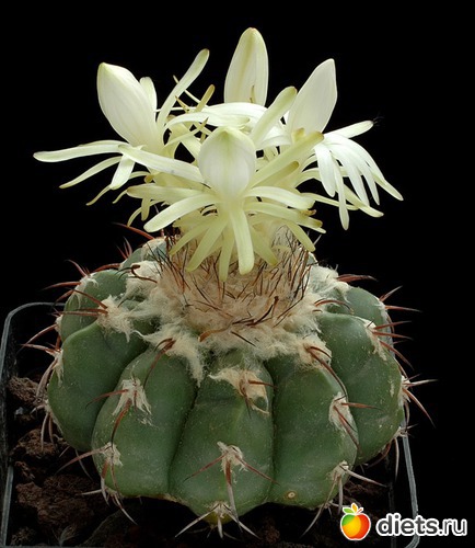 9 ����: �������