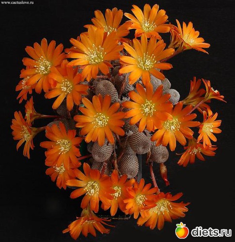 12 ����: �������