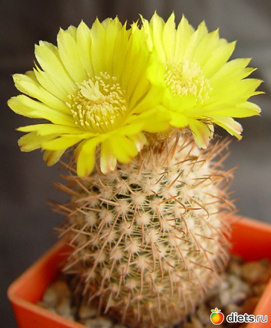 13 ����: �������