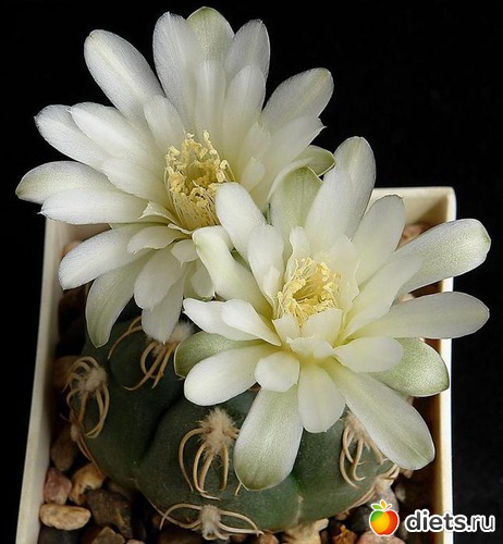 14 ����: �������