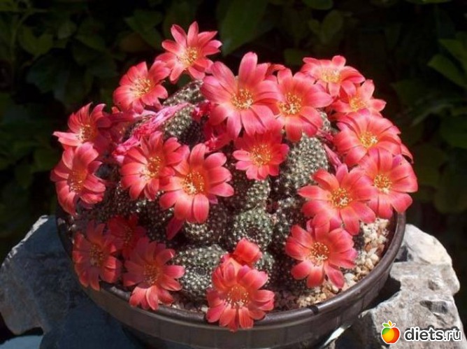 16 ����: �������