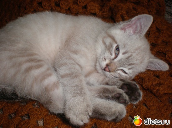 12 ����: �����