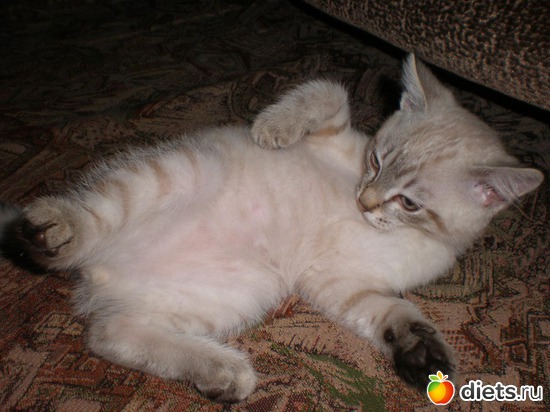 13 ����: �����