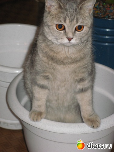 8 фото: Моя кисуля