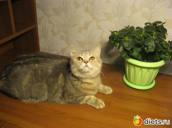 Моделька, альбом: Моя кисуля