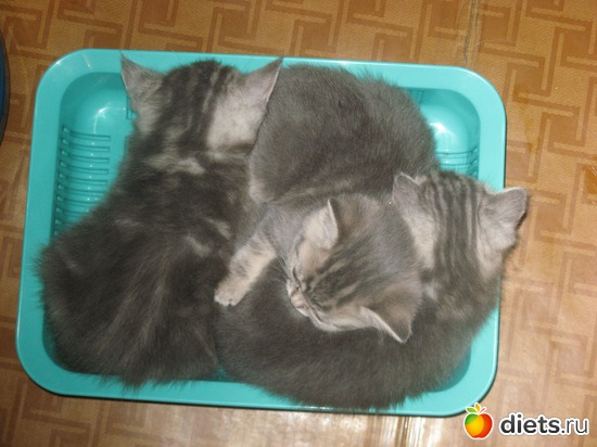 Кто сказал, что в туалете спать не удобно!!!, альбом: Моя кисуля