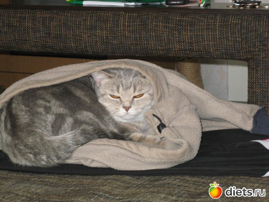 Спряталась?!, альбом: Моя кисуля