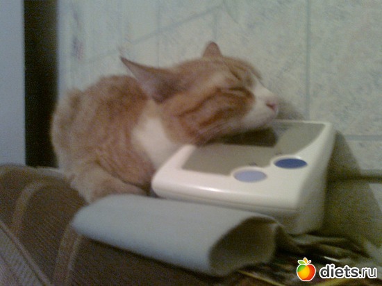 любимчик, альбом: моя живность