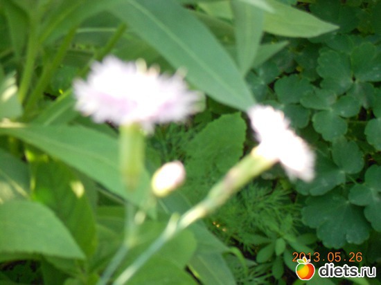 67 фото: Моя дача