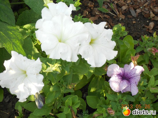 68 фото: Моя дача