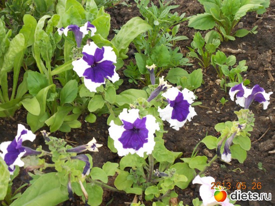 70 фото: Моя дача