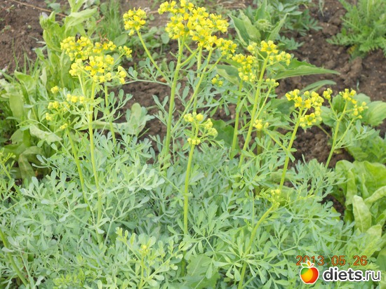 72 фото: Моя дача