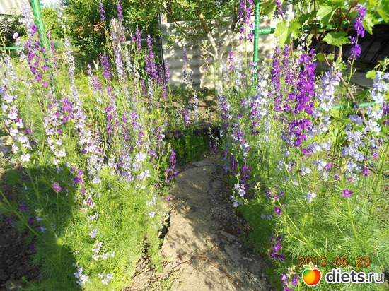 74 фото: Моя дача