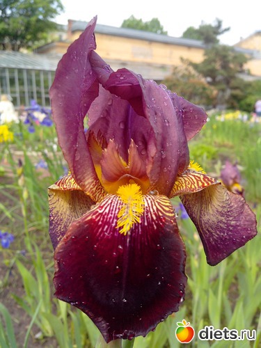 32 фото: Ботанический сад РАН