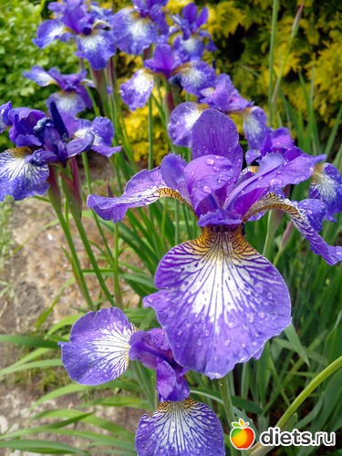 35 фото: Ботанический сад РАН