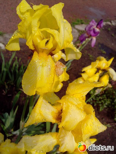 37 фото: Ботанический сад РАН