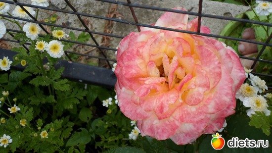 1 ����: ��� �����.