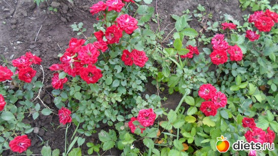 ��������� ����, ������: ��� �����.