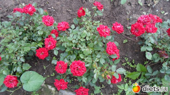 ��������� ����, ������: ��� �����.