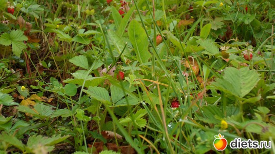 ������� ���������, ������: ��� �����.