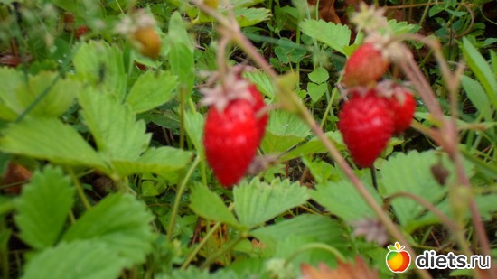 ������� ���������, ������: ��� �����.