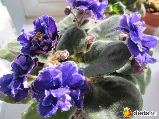 5 фото: Мои цветы