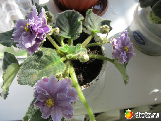 9 фото: Мои цветы