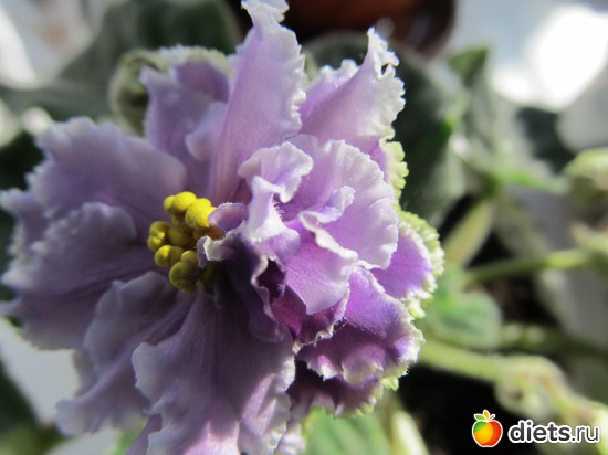 10 фото: Мои цветы