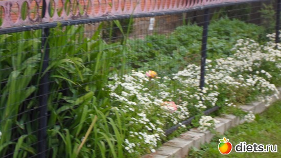 ������ �������, ������: ��� �����.