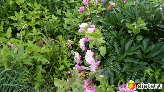 �����, ������: ��� �����.