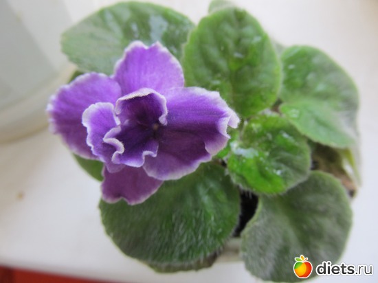 12 фото: Мои цветы