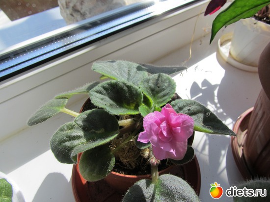 15 фото: Мои цветы